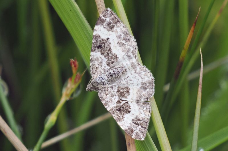 Common Carpet, Lang Craigs, Dumbarton