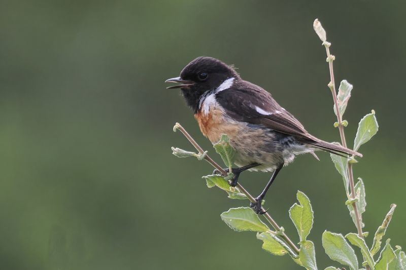 Stonechat, Glen Douglas, Clyde