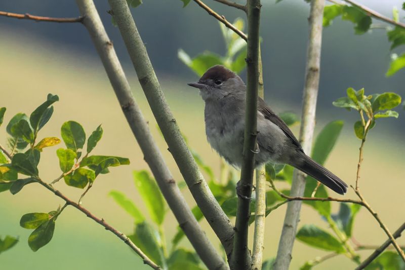 Blackcap (female), Glen Douglas, Clyde