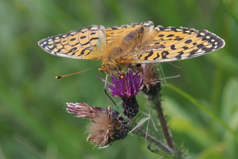 Dark Green Fritillary, Glen Douglas