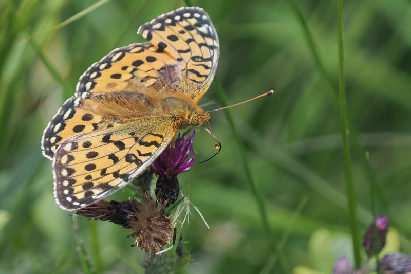 Dark Green Fritillary, Glen Douglas