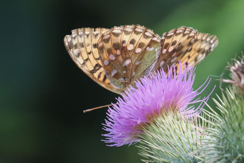 Dark Green Fritillary, Glen Douglas