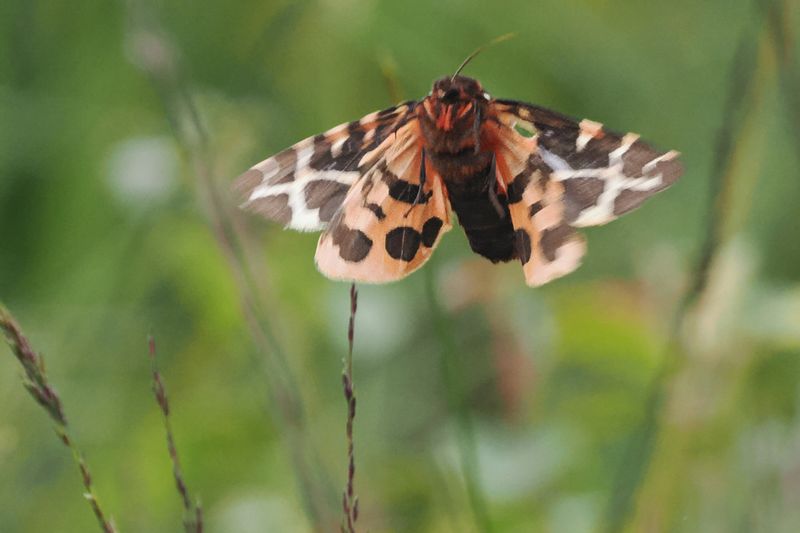 Garden Tiger, Glen Douglas