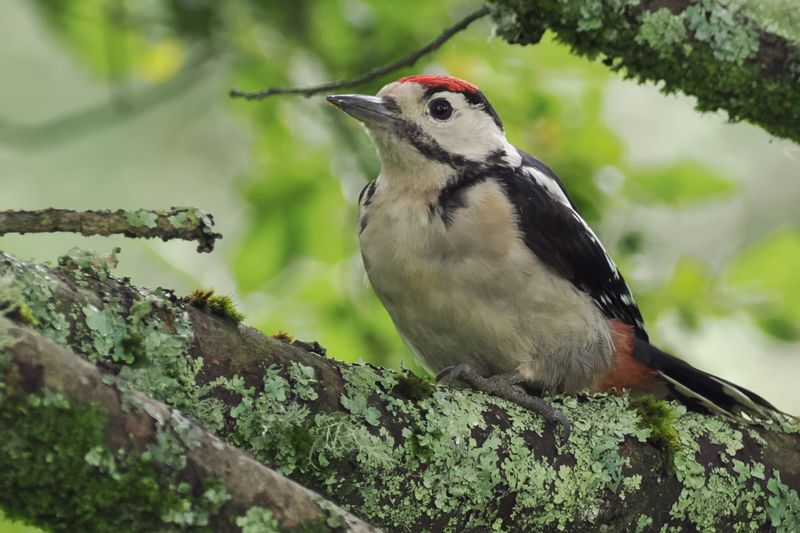 Great Spotted Woodpecker (juvenile), RSPB Loch Lomond. Clyde