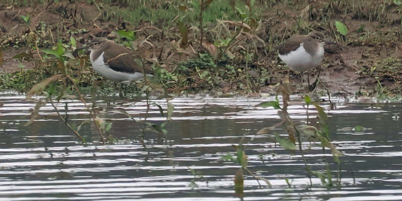 Common Sandpipers, RSPB Loch Lomond, Clyde