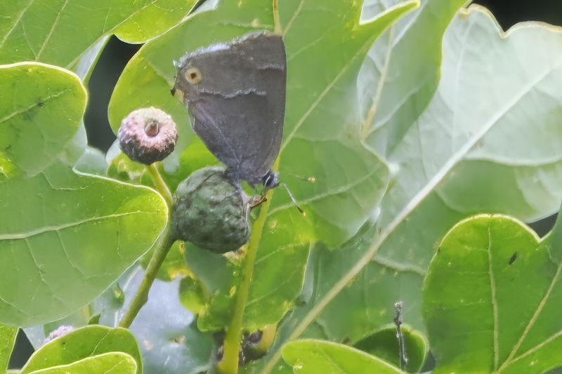 Purple Hairstreak, Easter Braes, Motherwell