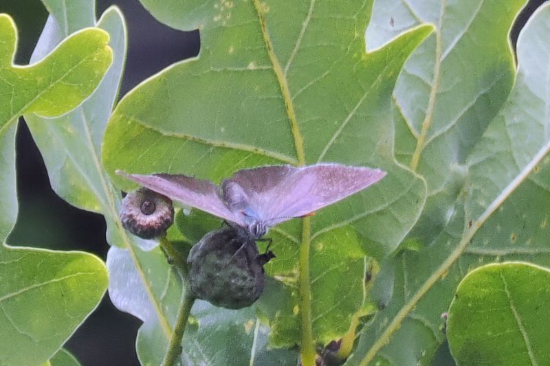 Purple Hairstreak, Easter Braes, Motherwell