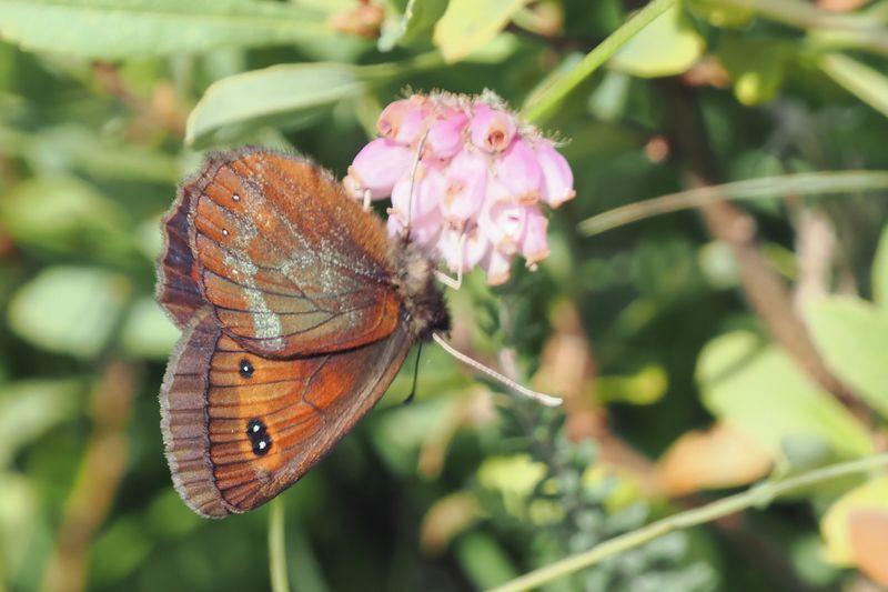 Scotch Argus, Glen Douglas