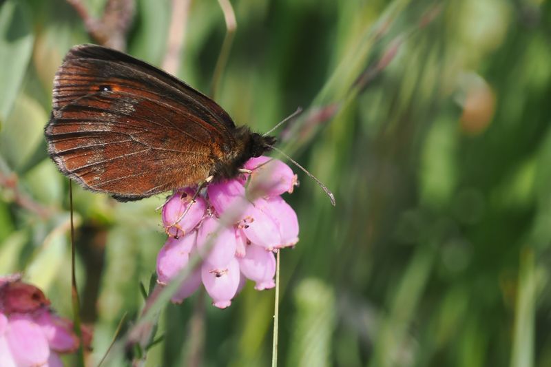 Scotch Argus, Glen Douglas