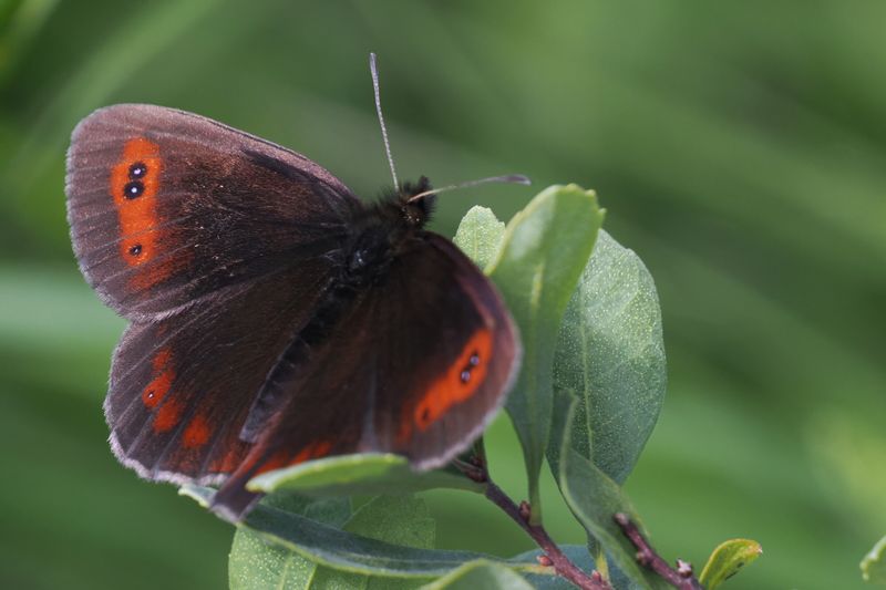 Scotch Argus, Glen Douglas