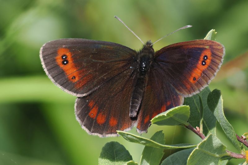 Scotch Argus, Glen Douglas