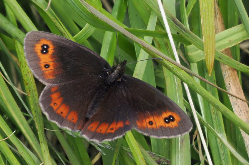 Scotch Argus, Glen Douglas