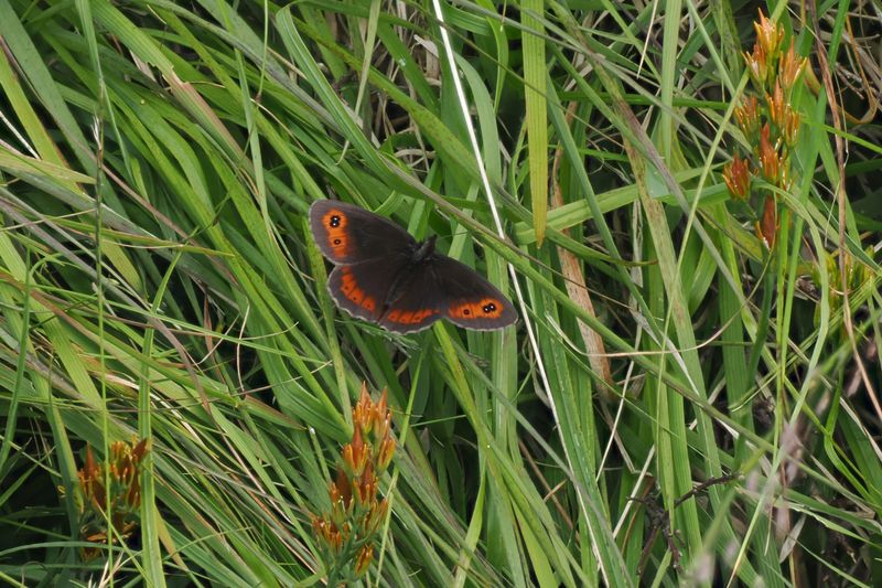 Scotch Argus, Glen Douglas