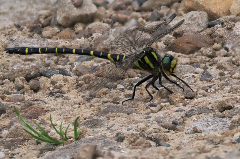 Golden-ringed Dragonfly, Glen Douglas