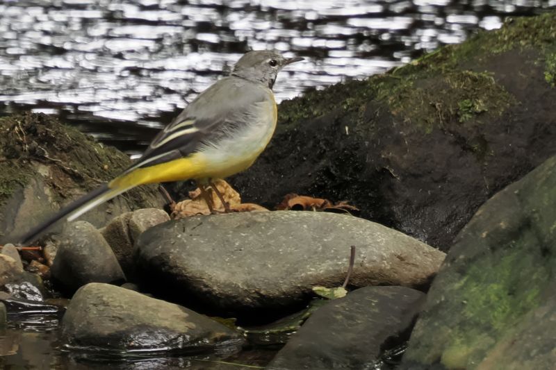 Grey Wagtail, Burn of Mar, Clyde