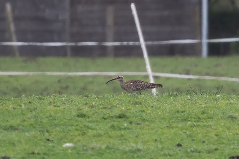 Whimbrel, Ardmore Point, Clyde