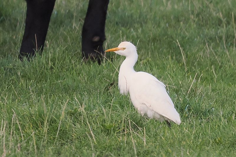 Cattle Egret, Sumburgh, Shetland