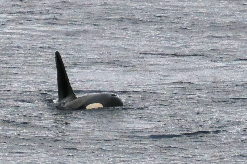 Orca, Sumburgh Head, Shetland