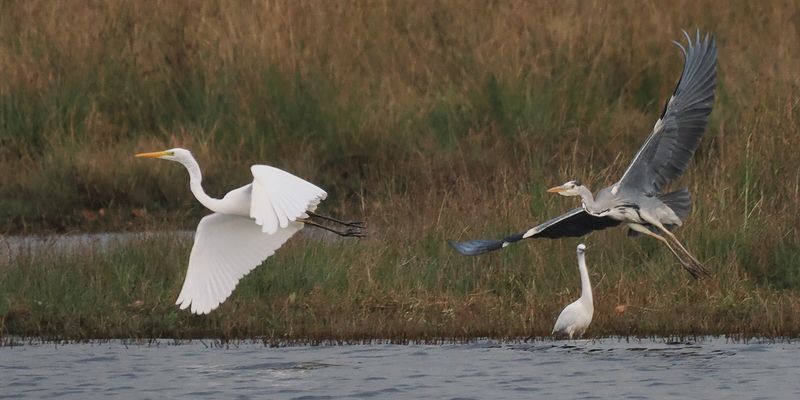 Great White Egret, Little Egret and Grey Heron, RSPB Loch Lomond