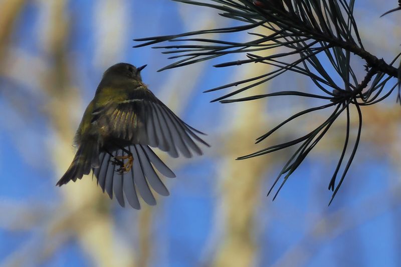 Goldcrest, Broadwood Loch-Cumbernauld, Clyde