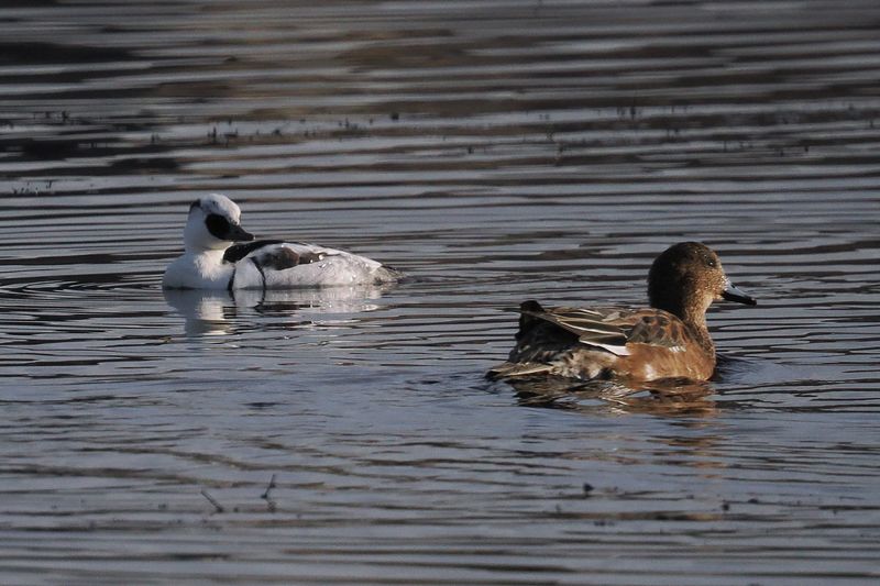 Smew & Wigeon, Broadwood Loch-Cumbernauld, Clyde