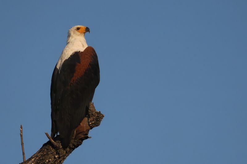 African Fish Eagle - Moremi