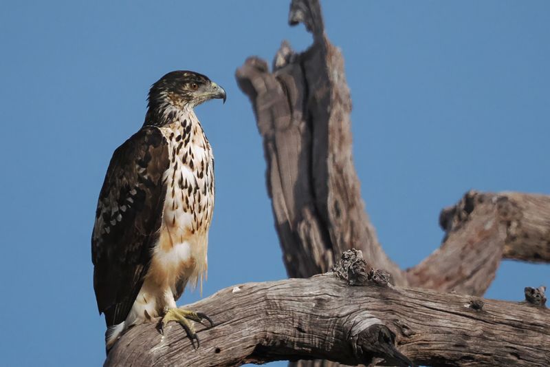 African Hawk Eagle - Chobe River