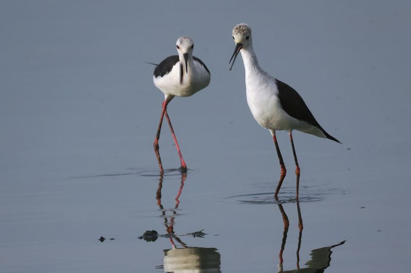 Black-winged Stilt - Moremi