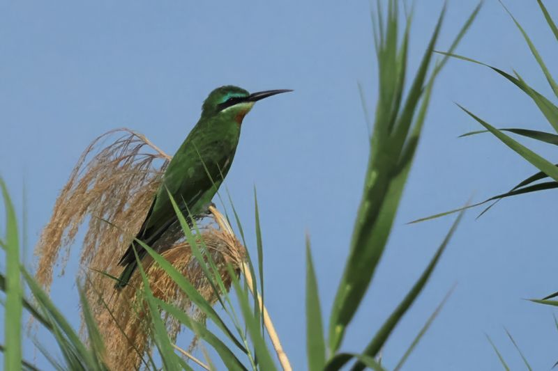 Blue-cheeked Bee-eater - Chobe River