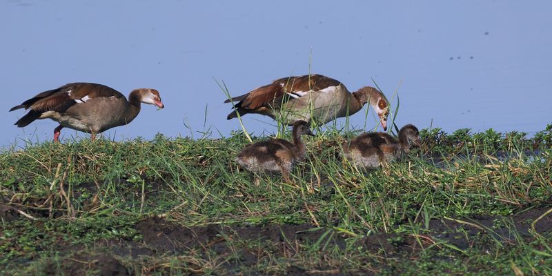 Egyptian Goose - Moremi