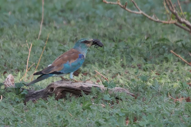European Roller - Chobe