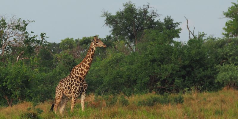 Giraffe - Moremi