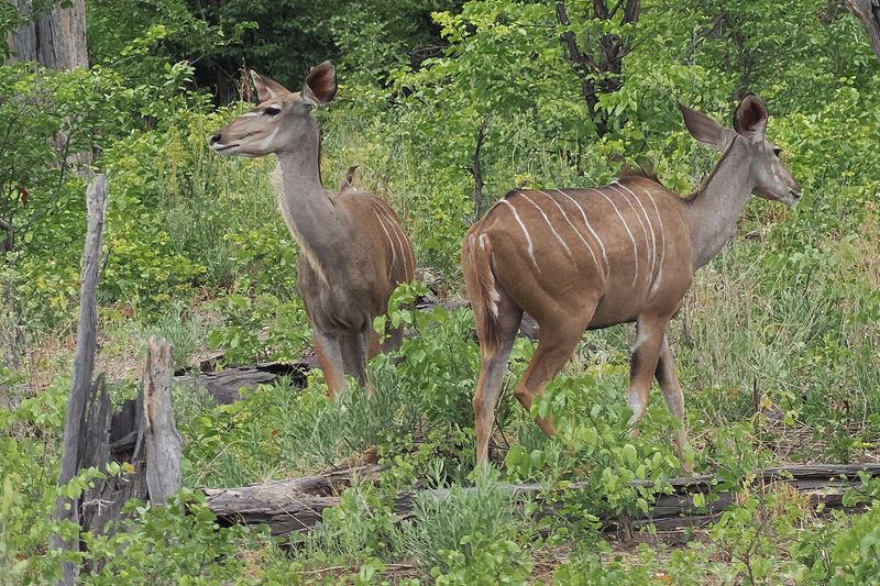 Greater Kudu - Mabape