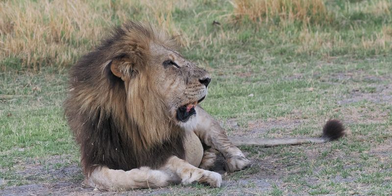 Lion - close to Moremi camp site