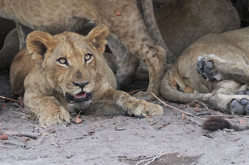 Lion - by the road from Mabape to Savuti