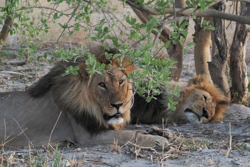 Lion - close to Savuti camp site