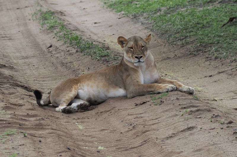 Lion - road block Chobe