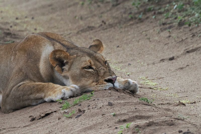 Lion - road block Chobe