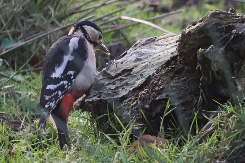 Great Spotted Woodpecker, Burn of Mar, Clyde