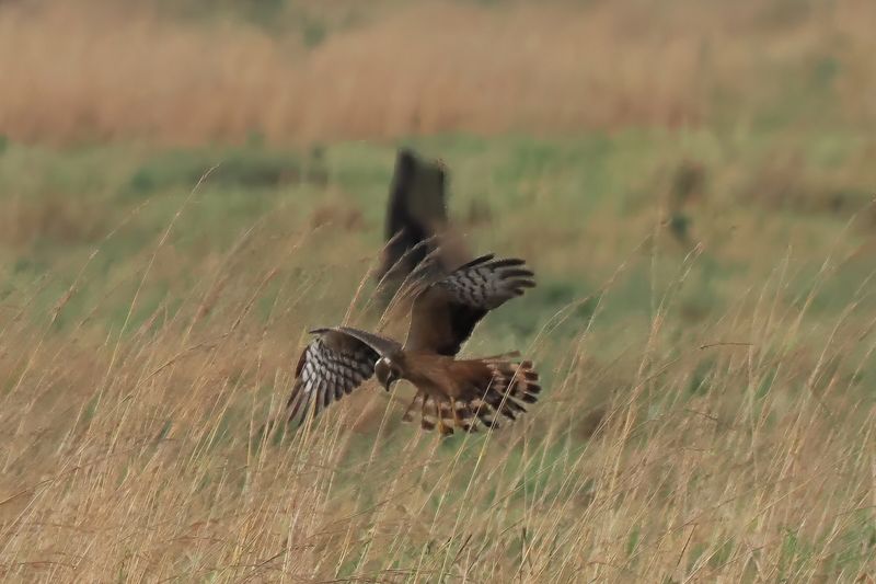 Montagus Harrier - Savuti