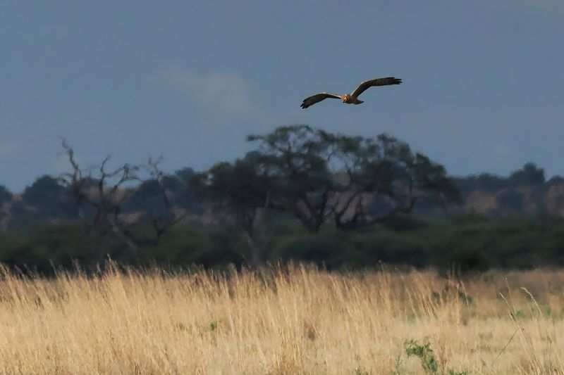 Montagus Harrier - Savuti