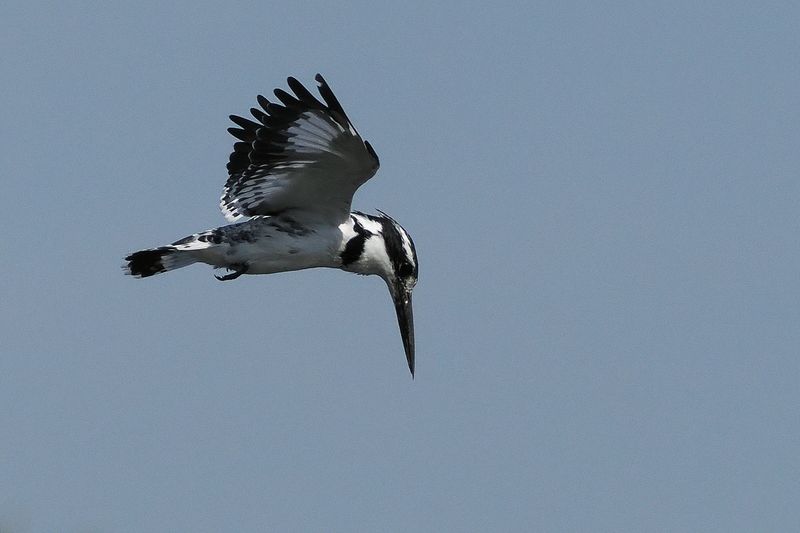 Pied Kingfisher - Mabape