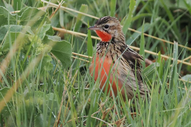 Rosy-throated Longclaw - Savuti