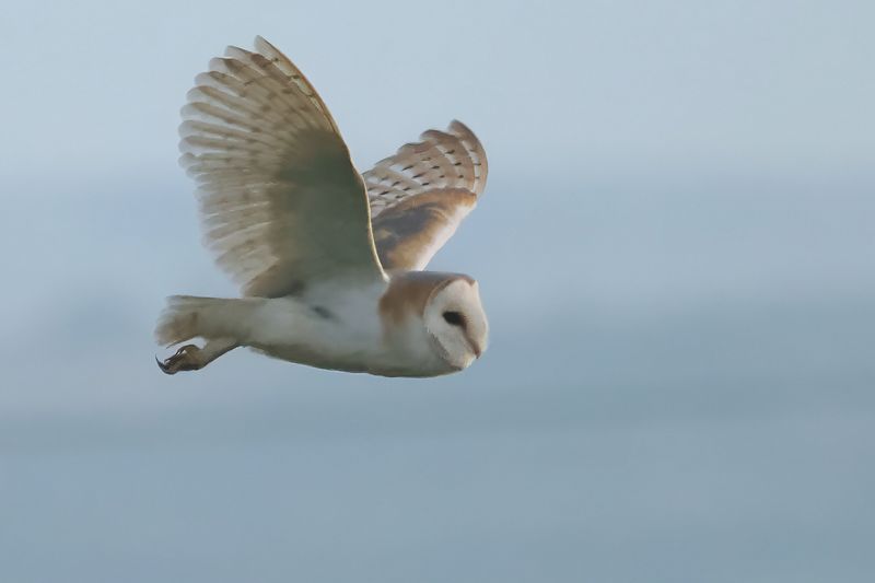 Barn Owl, Brookhouse, S Yorks