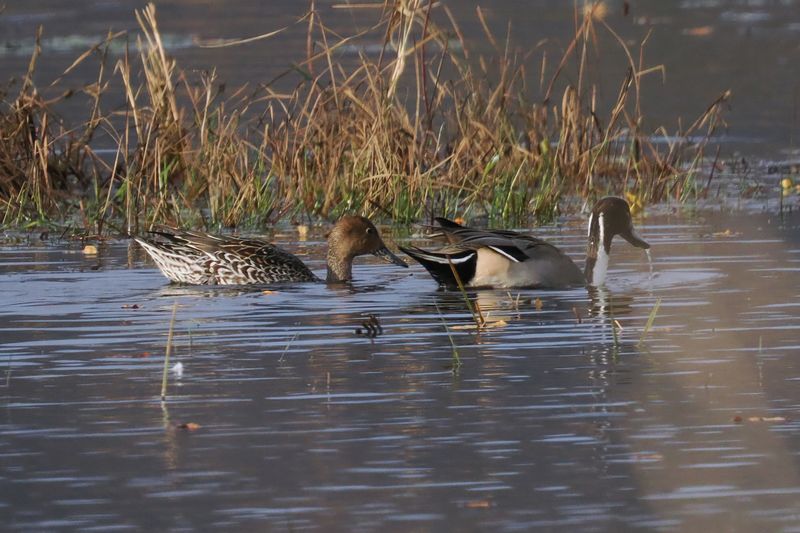 Pintail, Wards Pond-RSPB Loch Lomond