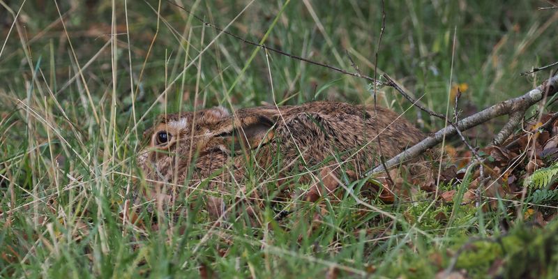 Brown Hare, Burn of Mar