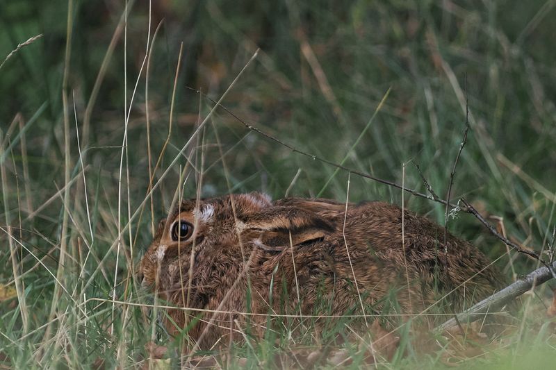 Brown Hare, Burn of Mar