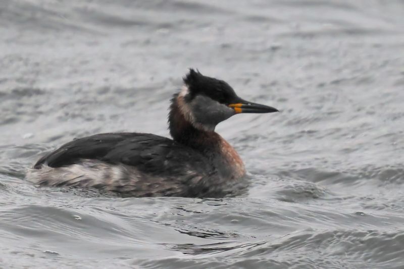 Red-necked Grebe, Hogganfield Loch, Glasgow