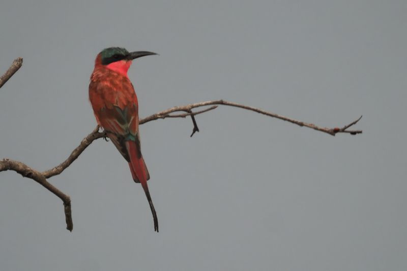 Southern Carmine Bee-eater - Savuti