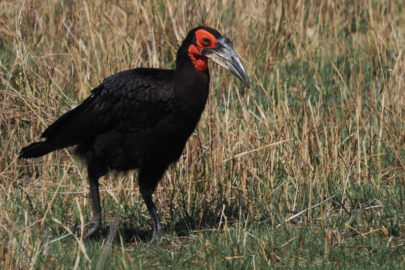 Southern Ground Hornbill - Moremi